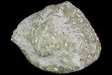 Pyrite Replaced Brachiopod (Paraspirifer) - Ohio #89724-1